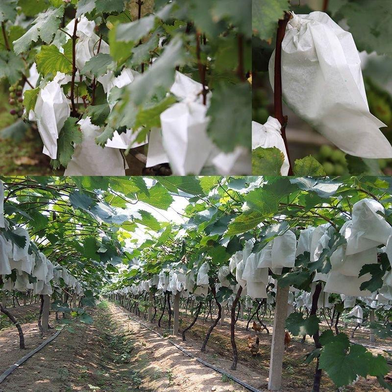 50 sacchetti protettivi per fr - Grow Bags recensione e prezzo