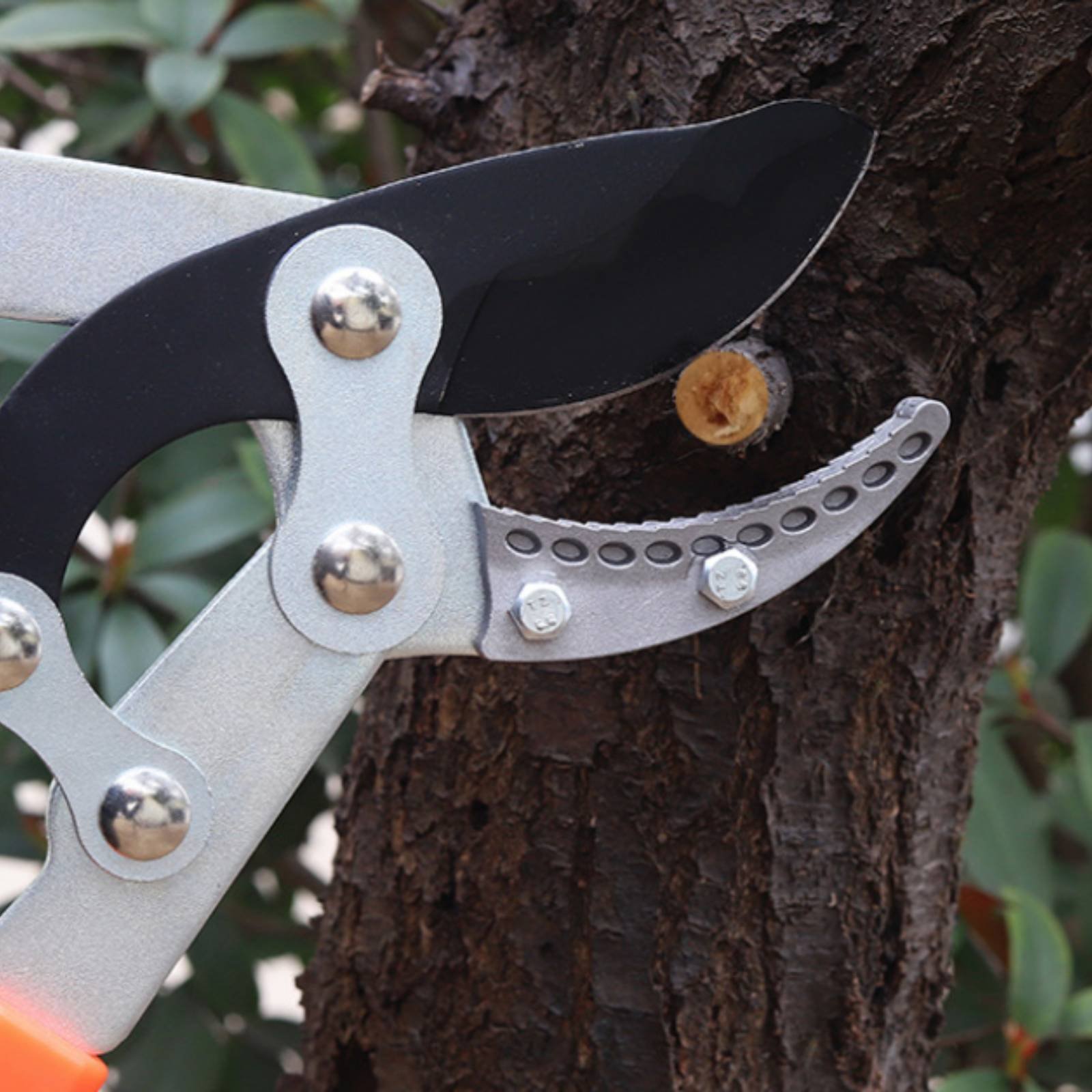 Forbici Telescopiche per Potat - Gardening Tools In recensione e prezzo